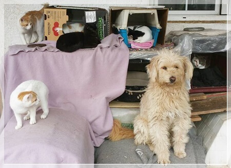 Stichting dierennood hulpactie 114 - Honden en katten wonen bij Vangelis gewoon bij elkaar