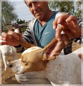 Stichting dierennood hulpactie 114 - Nach der Behandlung der zahllosen Zecken