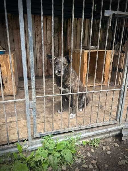 Zwerfdieren helpen in het buitenland