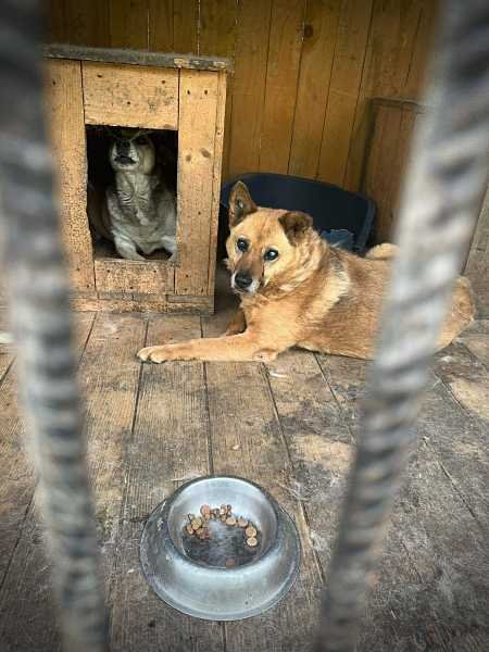 Zwerfdieren helpen in het buitenland